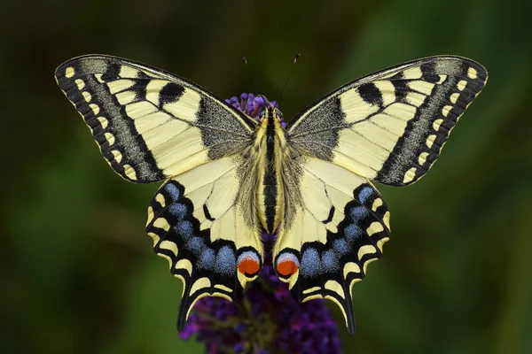 Eski Dünya Swallowtail Kelebek - Papilio machaon, güzel renkli ikonik kelebek Avrupa çayır ve otlaklar.