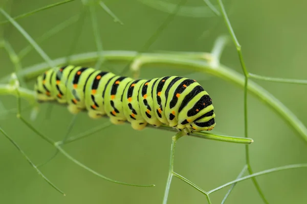 Régi Világ Fecskefarkú Butterfly Papilio Machaon Gyönyörű Színes Ikonikus Pillangó — Stock Fotó