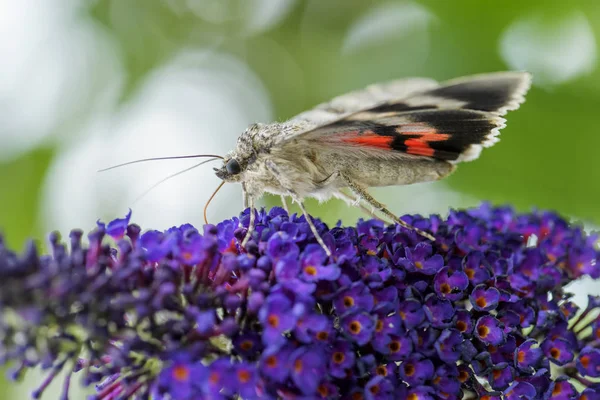 French Red Underwing Moth Catocala Elocata Beautiful Large Moth European — Stock Photo, Image