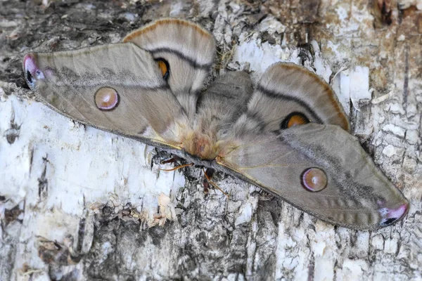 Emperador Gum Moth Opodiphthera Eucalypti Hermosa Polilla Grande Los Bosques — Foto de Stock