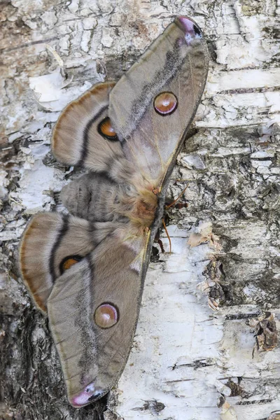 Emperor Gum Moth Opodiphthera Eucalypti Beautiful Large Moth Australian Forests — Stock Photo, Image