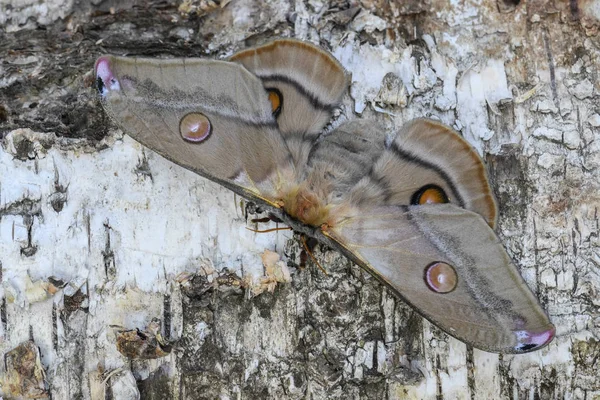 Cesarza Gum Moth Eukaliptusy Opodiphthera Piękny Duży Ćma Australijskich Lasów — Zdjęcie stockowe