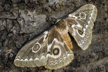 Zig-Zag İmparator Silkmoth - Gonimbrasia tyrrhea, Afrika ormanlar ve çalılar güzel büyük güve.