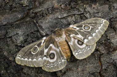 Zig-Zag İmparator Silkmoth - Gonimbrasia tyrrhea, Afrika ormanlar ve çalılar güzel büyük güve.