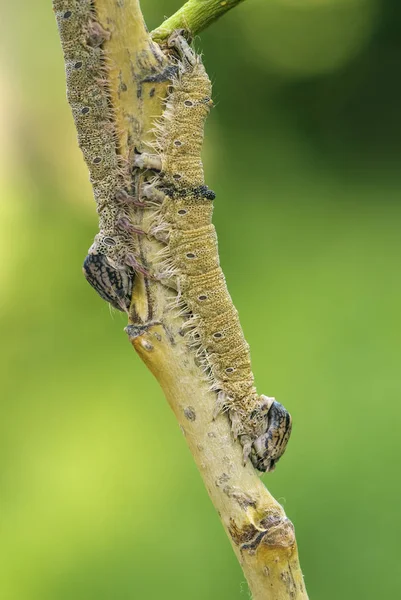 Clifden Nonpareil Motte Catocala Fraxini Große Motte Aus Mittel Und — Stockfoto