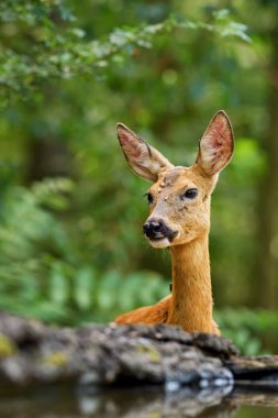 Avrupa Karaca - Capreolus capreolus, Avrupa ormanları, woodlands ve çayırlar ortak geyik.