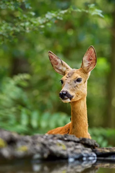 Cervos Europeus Roe Capreolus Capreolus Veados Comuns Provenientes Florestas Florestas — Fotografia de Stock