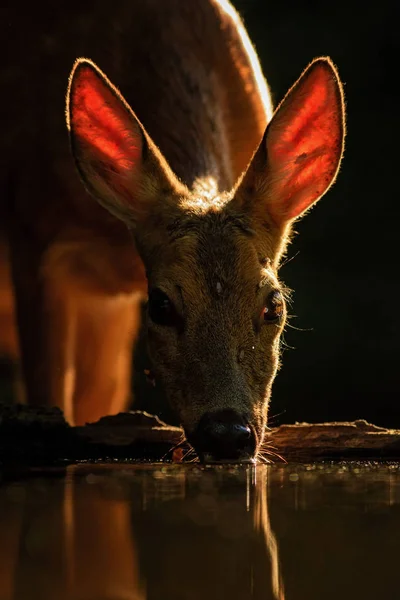 Cervos Europeus Roe Capreolus Capreolus Veados Comuns Provenientes Florestas Florestas — Fotografia de Stock