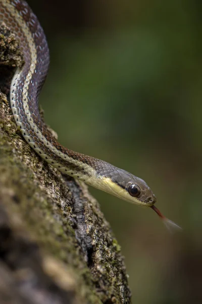Kígyó Thamnosophis Lateralis Gyönyörű Endemikus Kígyó Madagaszkár Bokrok Erdők — Stock Fotó