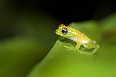 kırmızı noktalı kurbağa - Boophis bottae, Madagaskar ormanlardaki Andasibe güzel gece endemik kurbağa.