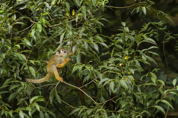 Common Squirrel Monkey Saimiri Scihebus Красивый Примат Южноамериканского Леса — стоковое фото