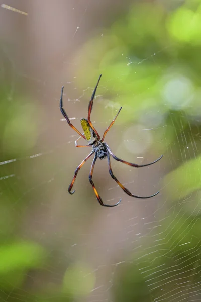 Red-legged Golden Orb-web Spider - Nephila inaurata, beautiful colored large spider from Madagascar forests. — Stock Image Red Legged Golden Orb Web Spider Nephila Inaurata Beautiful Colored Royalty Free Stock Photos