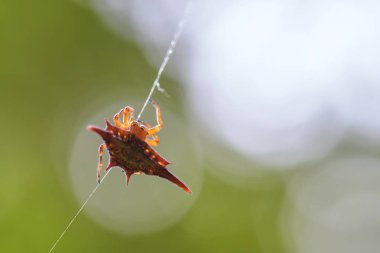 uzun kanatlı uçurtma örümcek - Madagaskar ormanlardaki Gasteracantha versicolor, güzel renkli örümcek.