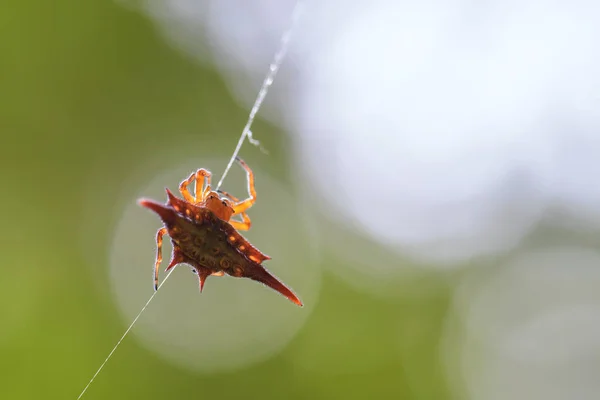 Dlouho Okřídlený Drak Spider Gasteracantha Versicolor Krásné Barevné Pavouk Lesů — Stock fotografie