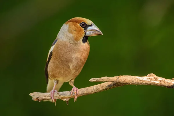 Coccothraustes Coccothraustes 古い世界の森林から美しい色止まった鳥 — ストック写真