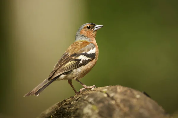 Common Chaffinch Fringilla Coelebs Beautiful Colored Perching Bird Old World — Stock Photo, Image