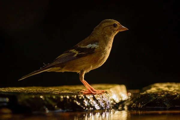 Common Chaffinch Fringilla Coelebs Beautiful Colored Perching Bird Old World — Stock Photo, Image