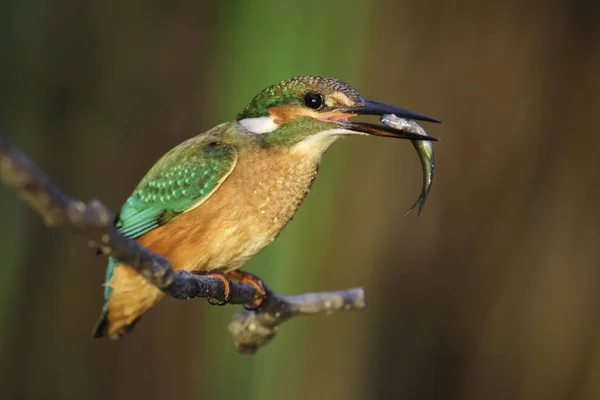 Common Kingfisher Alcedo Atthis Beautiful Small Blue Bird Rivers Lakes — стоковое фото