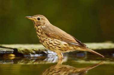 Şarkı ardıç - Turdus philomelos, göze çarpmayan şarkı kuş Avrupa ormanları ve woodlands.