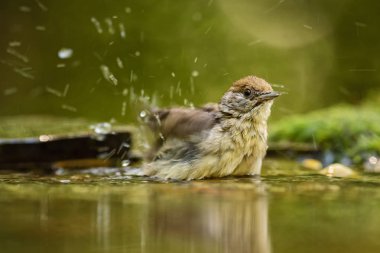 Avrasya ötleğen - Sylvia atricapilla, göze çarpmayan kahverengi şarkı kuş Avrupa ormanları ve woodlands.