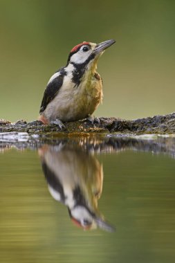 Büyük benekli ağaçkakan - Avrupa ormanları ve woodlands Dendrocopos büyük, güzel renkli ağaçkakan.