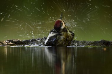 Büyük benekli ağaçkakan - Avrupa ormanları ve woodlands Dendrocopos büyük, güzel renkli ağaçkakan.