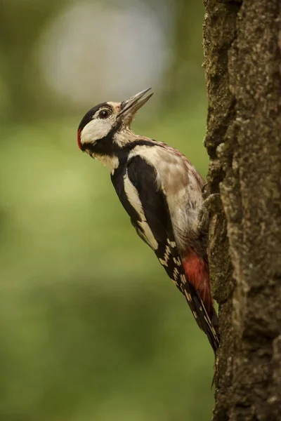 Great Spotted Woodpecker Dendrocopos Major Beautiful Colored Woodpecker European Forests — Stock Photo, Image