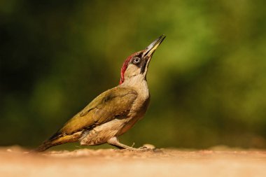 Avrasya Yeşil ağaçkakan - Picus viridis, Avrupa ormanları ve woodlands güzel yeşil utangaç ağaçkakan.