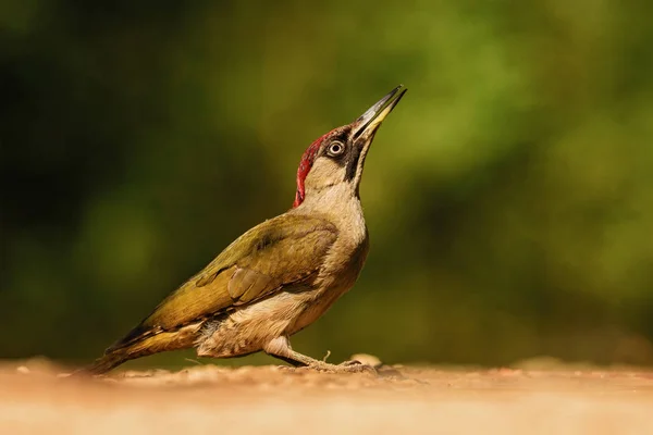 Pic Vert Eurasie Picus Viridis Beau Pic Vert Timide Des — Photo