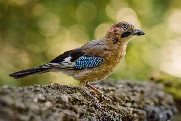 カケス Garrulus にきび ヨーロッパの森林や森林から大きな色止まった鳥 — ストック写真