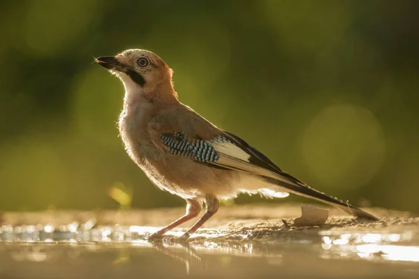 カケス Garrulus にきび ヨーロッパの森林や森林から大きな色止まった鳥 — ストック写真