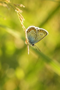 Gümüş çivili mavi kelebek - Plebejus argus, güzel renkli buttefly Avrupa çayır ve otlaklar.