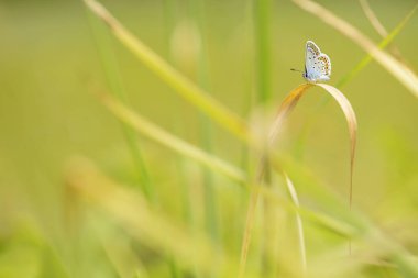 Gümüş çivili mavi kelebek - Plebejus argus, güzel renkli buttefly Avrupa çayır ve otlaklar.