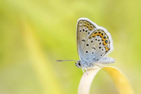 초호화 Plebejus 색깔된 Buttefly 초원과 초원에서 — 스톡 사진