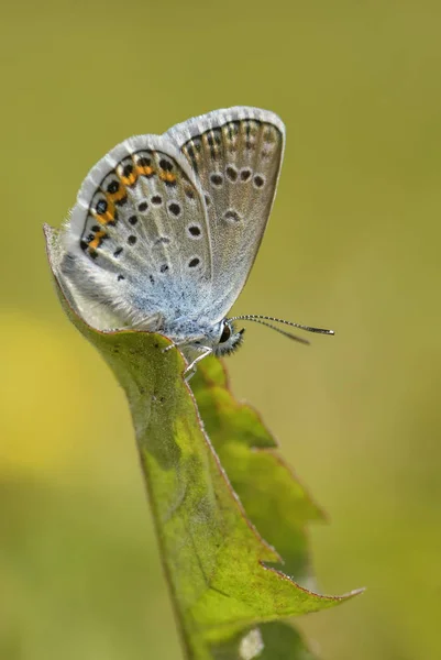 초호화 Plebejus 색깔된 Buttefly 초원과 초원에서 — 스톡 사진