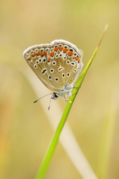 Mariposa Azul Común Polyommatus Icarus Hermoso Color Buttefly Prados Pastizales — Foto de Stock