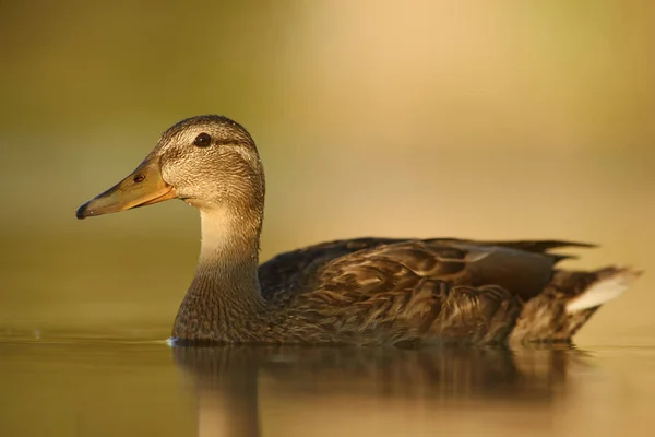 Mallard Duck Anas Platyrhynchos Common Water Bird European Rivers Lakes — Stock Photo, Image