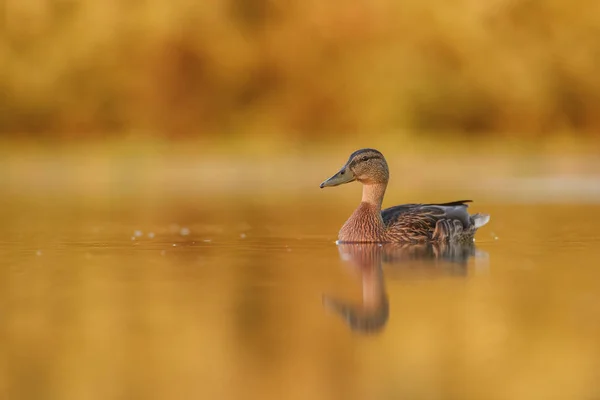 Pala Del Norte Anas Clypeata Pato Pico Largo Lagos Ríos — Foto de Stock