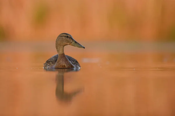 Shoveler 阿纳斯 Clypeata 长喙鸭从欧洲湖泊和河流 — 图库照片