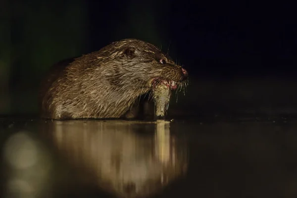 Eurasian River Otter Lutra Lutra Carnivores Nocturnes Eau Douce Des — Photo