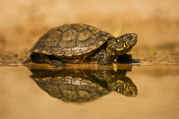 European Pond Turtle Emys Orbicularis Beautiful Endangered Turle European Fresh — Stock Photo, Image