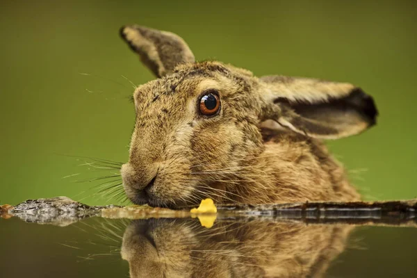Brun Hare Lepus Europaeus Gemensamma Hare Från Europeiska Gräsmarker Ängar — Stockfoto
