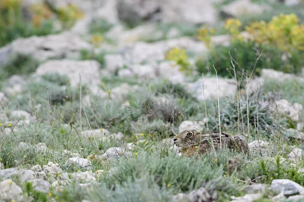 Lebre Europeia Lepus Europaeus Lebre Comum Prados Prados Campos Europeus — Fotografia de Stock