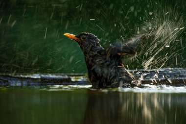 Avrasya Blackbird - Turdus merula, Avrupa bahçeleri ve ormanlar ortak karatavuk.