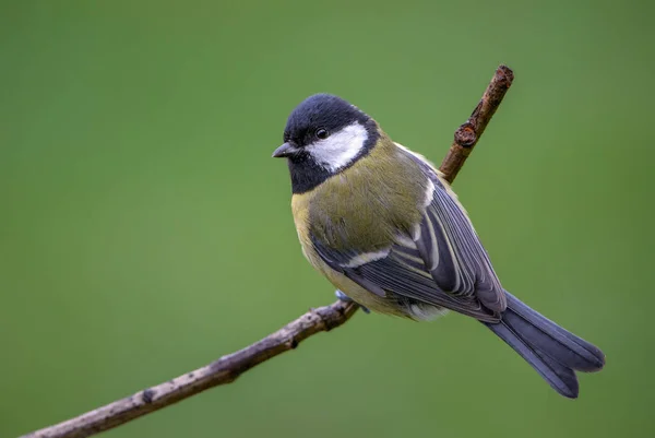 Great Tit Parus Major Обыкновенная Синица Европейских Садов Форстов — стоковое фото