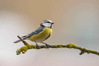 Mavi baştankara - Parus caeruleus, güzel renkli tüneyen kuş Avrupa ormanları ve bahçeleri.
