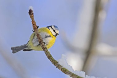Mavi baştankara - Parus caeruleus, güzel renkli tüneyen kuş Avrupa ormanları ve bahçeleri.