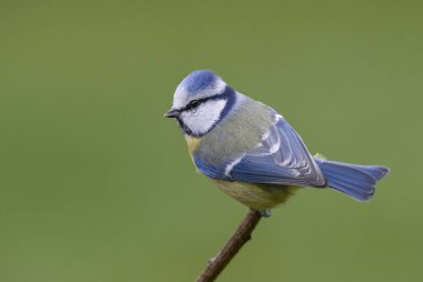 Mavi baştankara - Parus caeruleus, güzel renkli tüneyen kuş Avrupa ormanları ve bahçeleri.