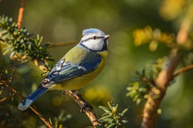 Mavi baştankara - Parus caeruleus, güzel renkli tüneyen kuş Avrupa ormanları ve bahçeleri.