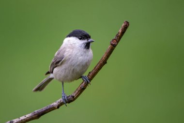 Eski Dünya ormanları ve woodlands tüneyen kuş Marsh baştankara - Parus palustris, güzel siyah şapkalı.